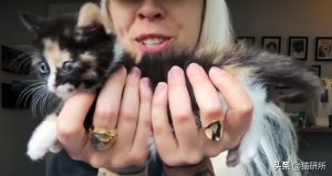 如何判断小猫的大小?(图43)