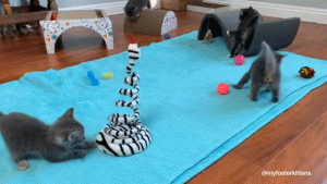 如何判断小猫的大小?(图46)