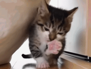 如何判断小猫的大小?(图47)