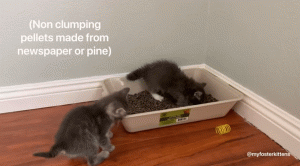 如何判断小猫的大小?(图49)