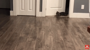 如何判断小猫的大小?(图50)