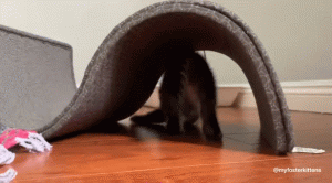 如何判断小猫的大小?(图51)