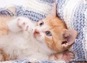 如何判断小猫的大小?(图54)