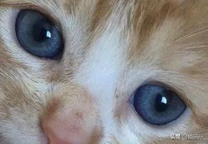 如何判断小猫的大小?(图53)