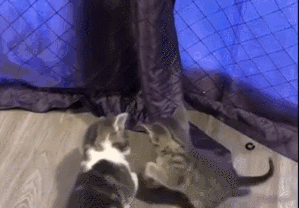 如何判断小猫的大小?(图56)