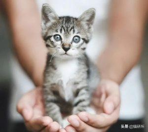 如何判断小猫的大小?(图58)