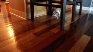 如何判断小猫的大小?(图60)