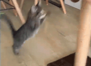 如何判断小猫的大小?(图61)