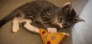 如何判断小猫的大小?(图62)