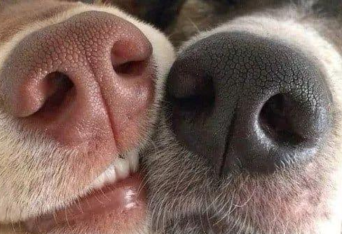 健康的狗鼻子是什么样子的?狗鼻子干是生病了吗?(图1)