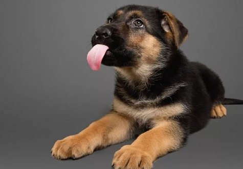 健康的狗鼻子是什么样子的?狗鼻子干是生病了吗?(图4)