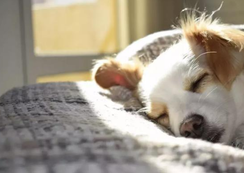 健康的狗鼻子是什么样子的?狗鼻子干是生病了吗?(图6)