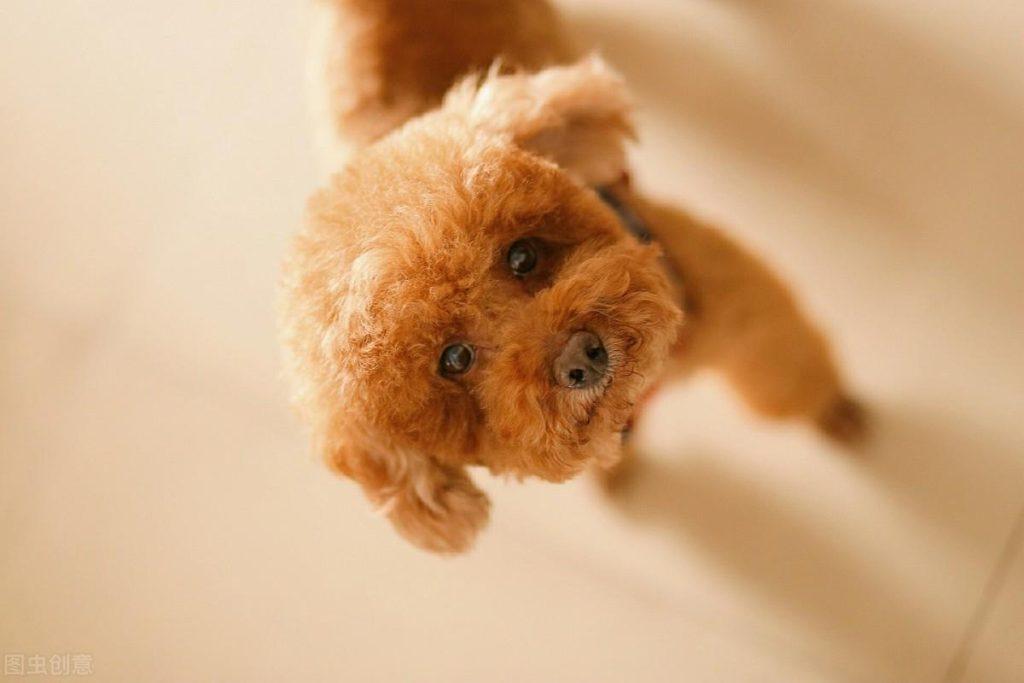 为什么泰迪的鼻子会掉色?其实有7个原因,请宠主最好预防!(图1)