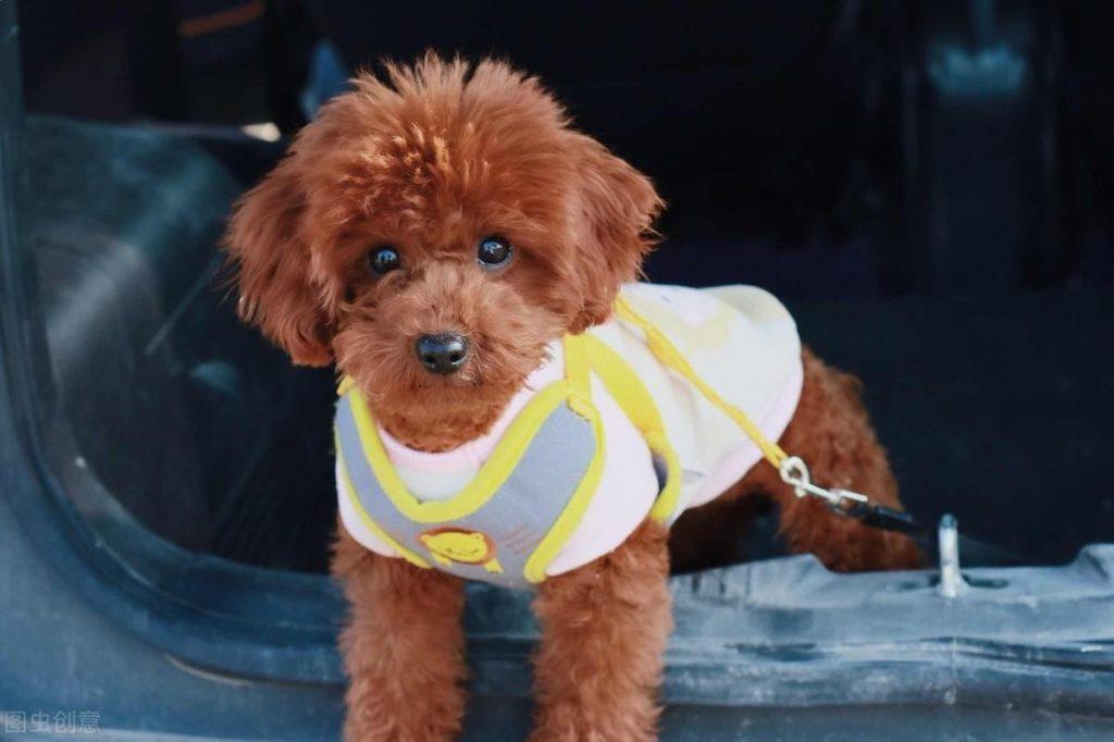 为什么泰迪的鼻子会掉色?其实有7个原因,请宠主最好预防!(图2)