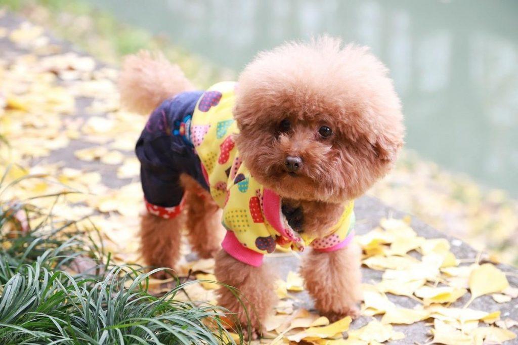 为什么泰迪的鼻子会掉色?其实有7个原因,请宠主最好预防!(图4)