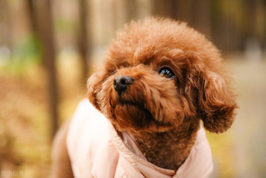 为什么泰迪的鼻子会掉色?其实有7个原因,请宠主最好预防!(图3)