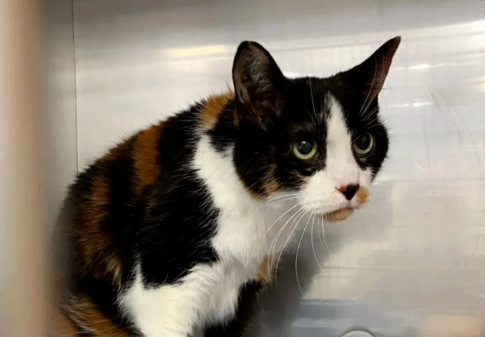 无良主人竟将17岁老猫丢在收容所门口,理由很奇葩(图1)