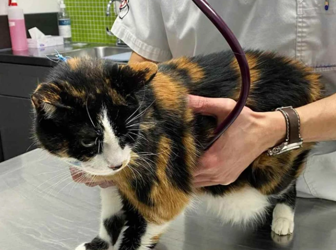 无良主人竟将17岁老猫丢在收容所门口,理由很奇葩(图2)