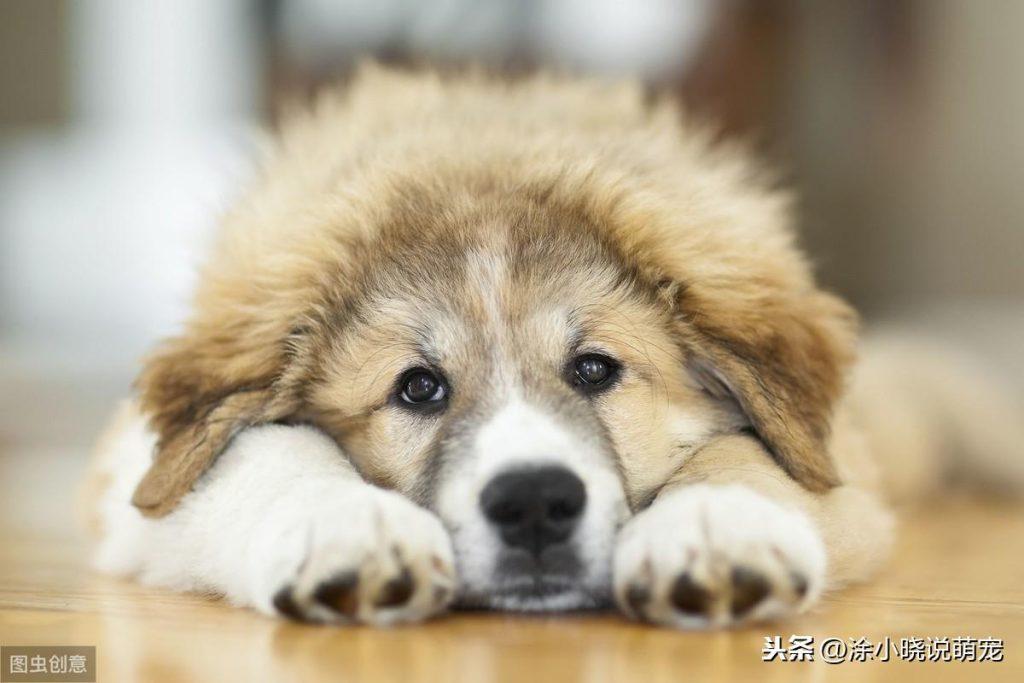 狗狗鼻子褪色是什么原因?狗狗鼻子褪色的3类起因要知道(图3)