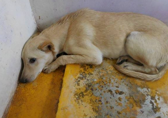 你家狗狗平时最怕什么?这5件事情都是狗狗害怕的,就别再吓唬它了!(图1)