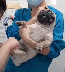 你家狗狗平时最怕什么?这5件事情都是狗狗害怕的,就别再吓唬它了!(图5)