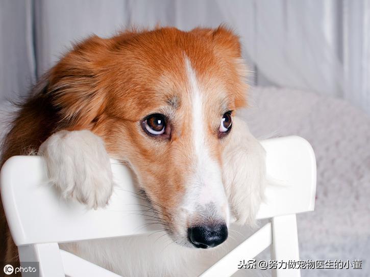 狗狗真的会有嫉妒心吗?狗狗吃醋了怎么办?(图1)