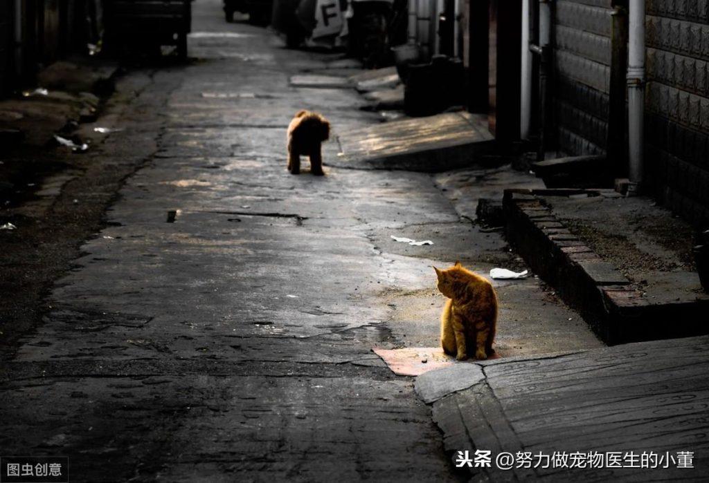 狗狗真的会有嫉妒心吗?狗狗吃醋了怎么办?(图3)