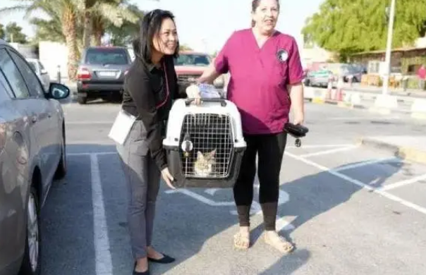 “如果赢了比赛我就带走它”,英格兰队还是带走了那只流浪猫(图1)