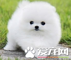 博美犬怎么修剪美容合适?博美犬的美容步骤(图1)