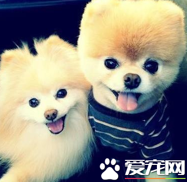 博美犬怎么修剪美容合适?博美犬的美容步骤(图2)