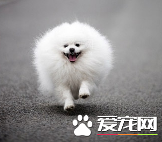 博美犬怎么修剪美容合适?博美犬的美容步骤(图3)