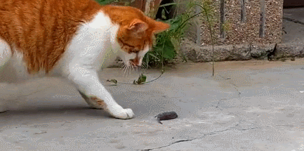 猫咪叼了只老鼠回家玩耍,结果给玩丢了(图1)