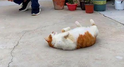 猫咪叼了只老鼠回家玩耍,结果给玩丢了(图2)