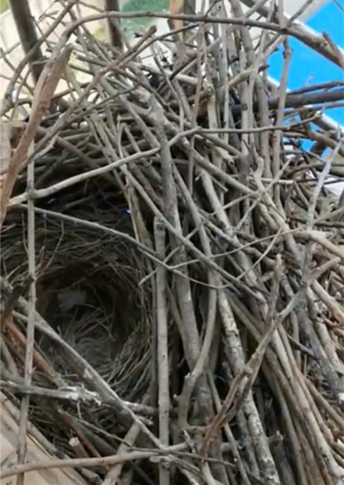 铲屎官薅狗毛?只为给喜鹊筑一个温暖的巢(图2)