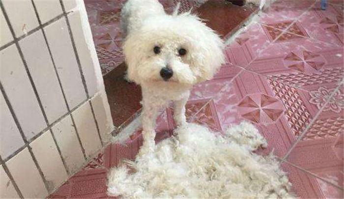 铲屎官薅狗毛?只为给喜鹊筑一个温暖的巢(图3)