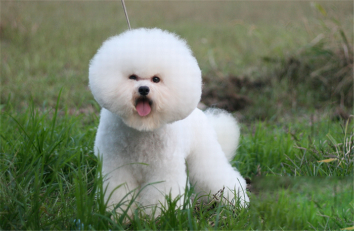 铲屎官薅狗毛?只为给喜鹊筑一个温暖的巢(图4)