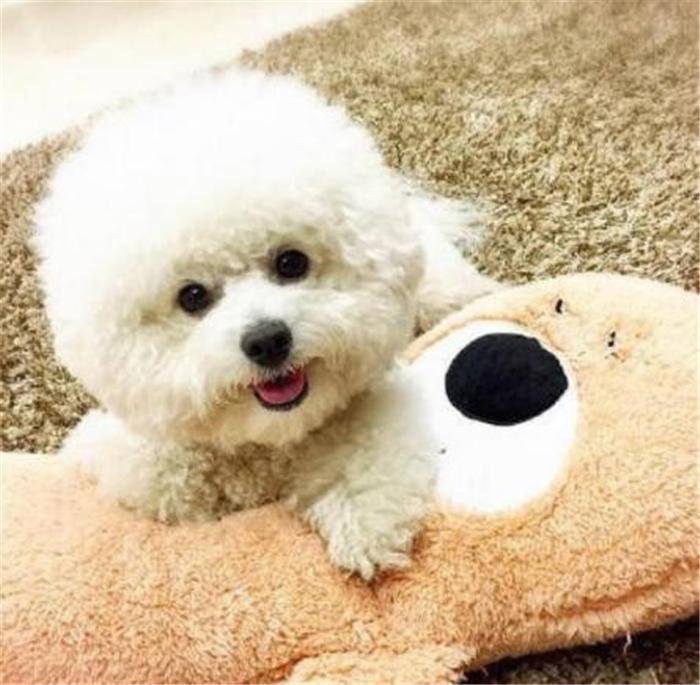 铲屎官薅狗毛?只为给喜鹊筑一个温暖的巢(图6)