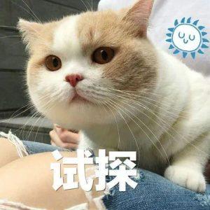 你知道世界上年纪最大的猫咪是多少岁吗?(图1)