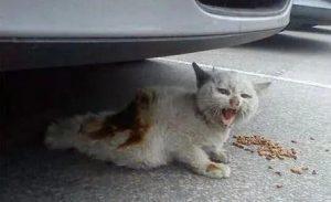 你知道世界上年纪最大的猫咪是多少岁吗?(图4)