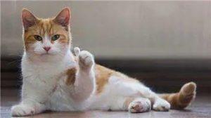 你知道世界上年纪最大的猫咪是多少岁吗?(图8)