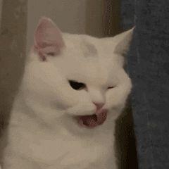 你知道世界上年纪最大的猫咪是多少岁吗?(图9)