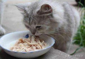 猫咪可以天天吃罐头吗?主食罐头和零食罐头的区别在哪呢?(图1)