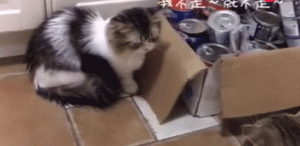 猫咪可以天天吃罐头吗?主食罐头和零食罐头的区别在哪呢?(图2)