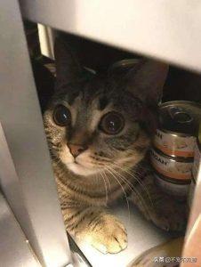 猫咪可以天天吃罐头吗?主食罐头和零食罐头的区别在哪呢?(图3)