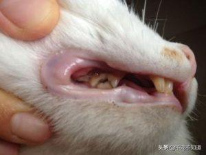 猫咪可以天天吃罐头吗?主食罐头和零食罐头的区别在哪呢?(图5)