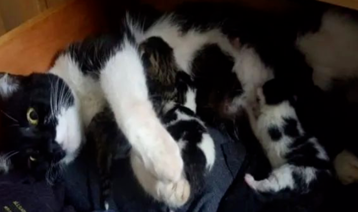 网友翻柜子时,竟翻出一大窝陌生的猫咪(图1)