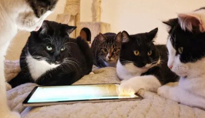 网友翻柜子时,竟翻出一大窝陌生的猫咪(图2)