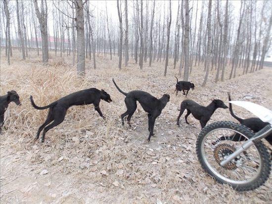 怎么训练格力犬灵缇犬抓兔子?格力犬和灵缇犬的狩猎方法(图2)