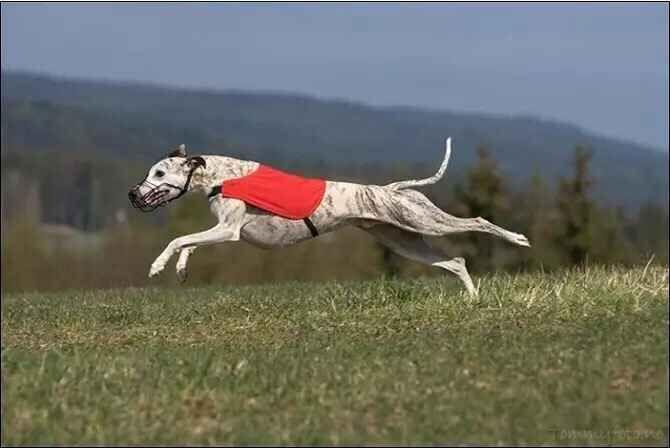 怎么训练格力犬灵缇犬抓兔子?格力犬和灵缇犬的狩猎方法(图3)