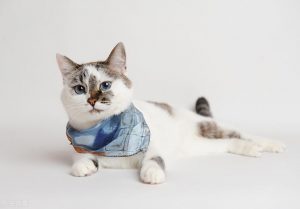 猫咪绝育要花多少钱?做好术前检查(图2)